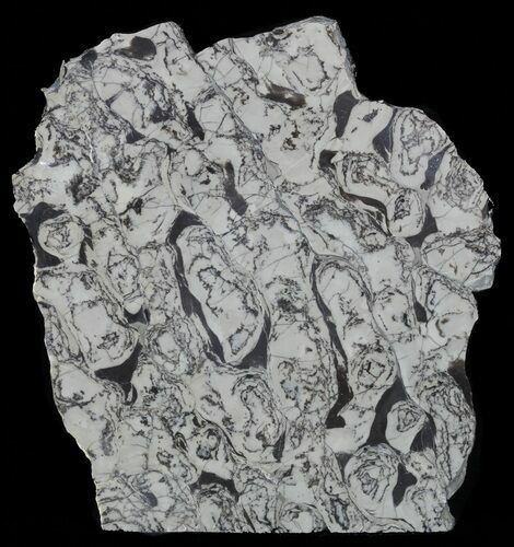 Polished Precambrian Stromatolite - Siberia #57588